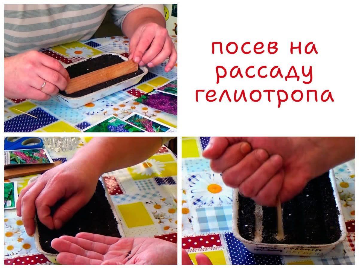 Посев гелиотропа на рассаду