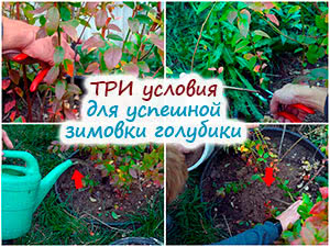 Обрезка, подкормка, мульчирование голубики