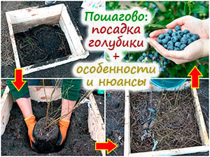 Пошаговая посадка голубики