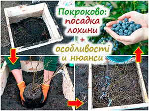 Пошаговая посадка голубики