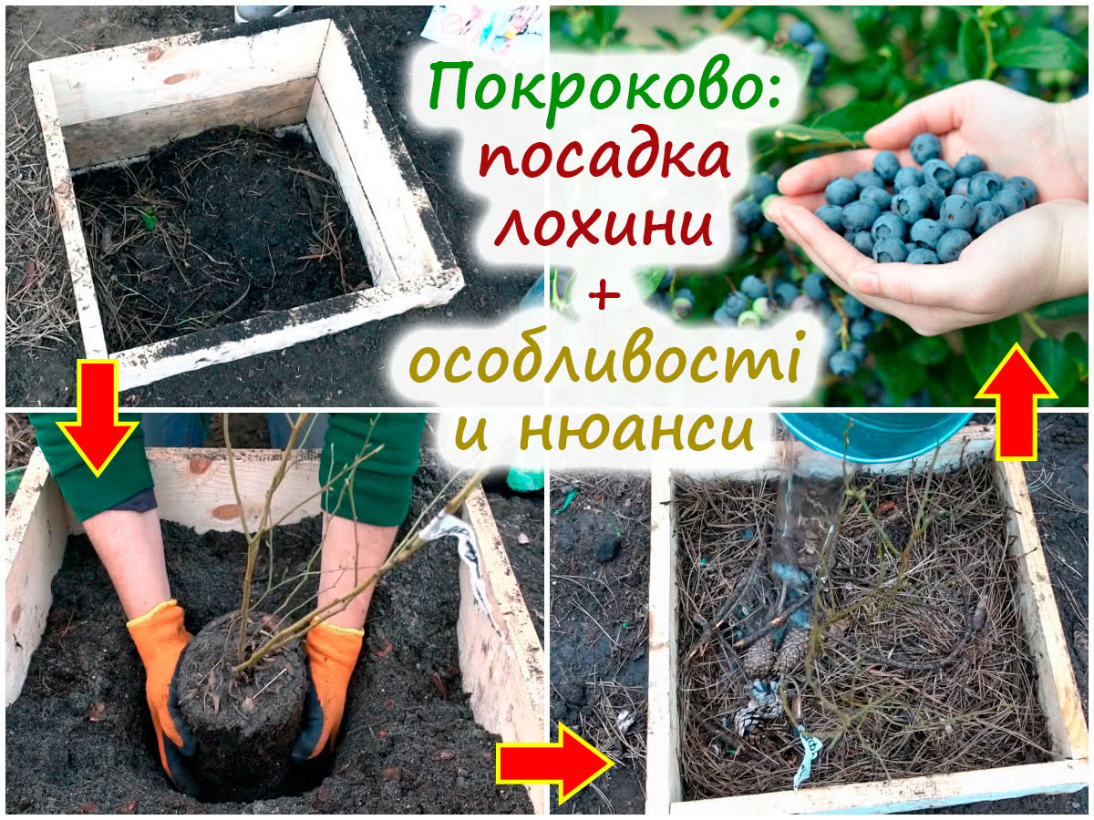 Пошаговая посадка голубики