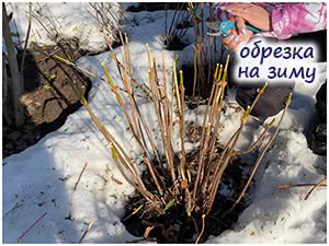 Обрезка древовидной гортензии