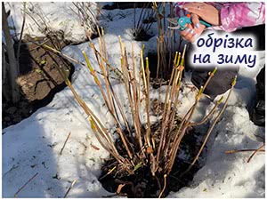 Обрізка деревоподібної гортензії