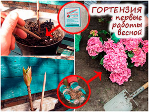 Уход за контейнерной крупнолистной гортензией