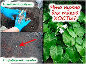 Посадка хосты