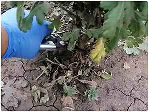 Обрезка хризантемы