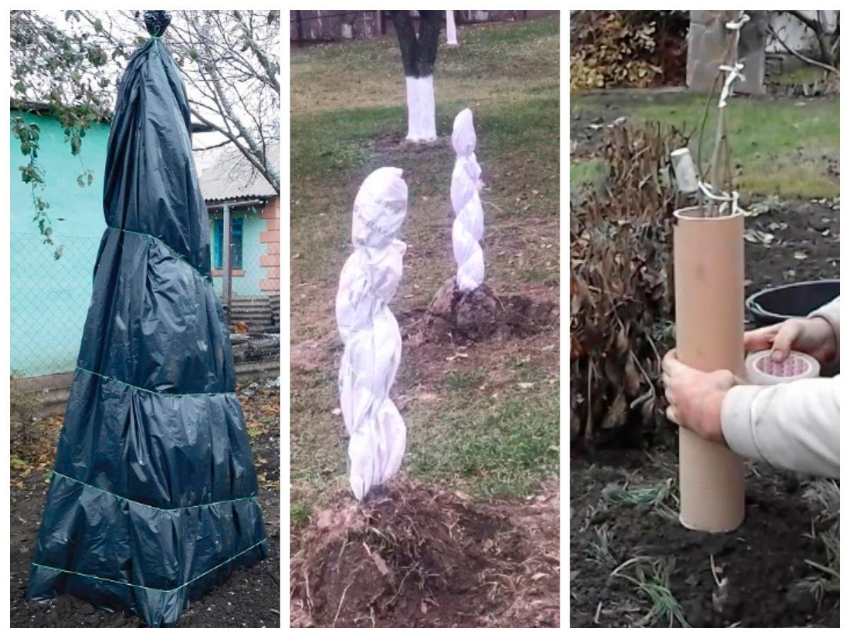 Укриття хурми на зиму