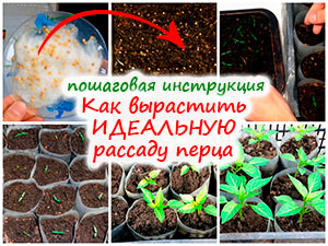 Выращивание рассады перца