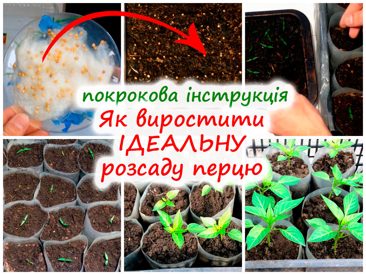 Вирощування розсади перцю