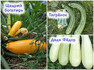 5 сортов кабачков