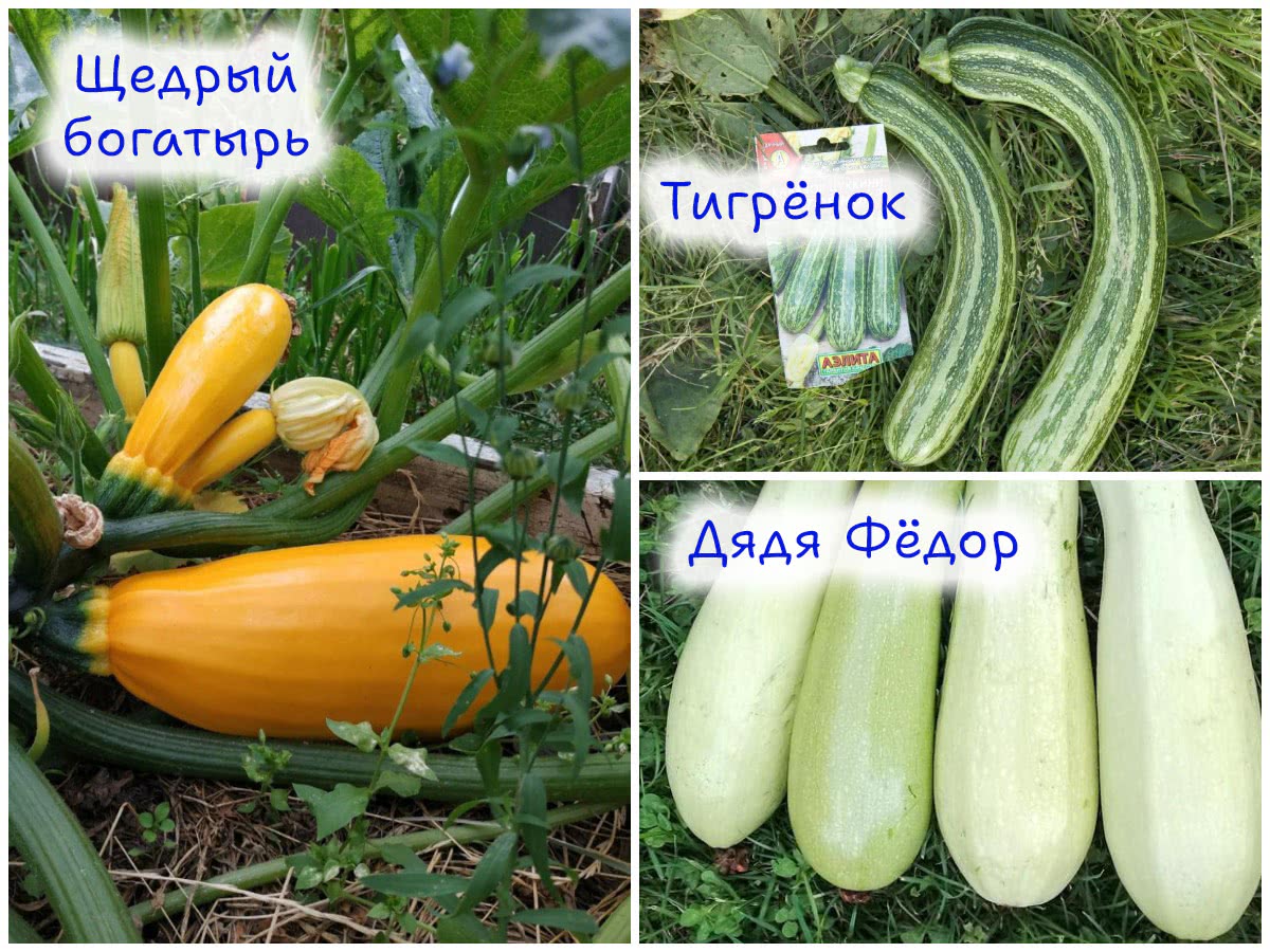 5 сортов кабачков