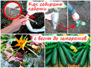 Выращивание кабачков