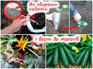 Вирощування кабачків
