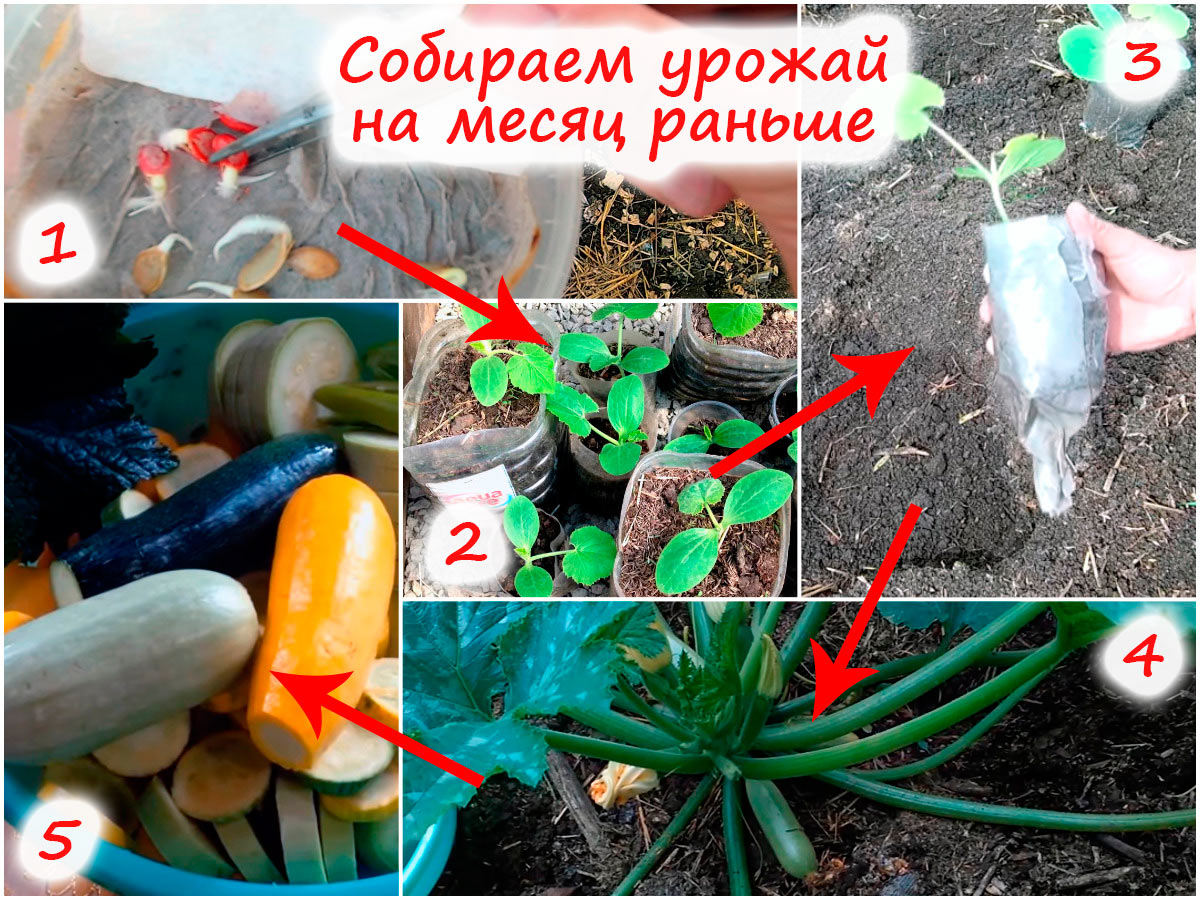 Как вырастить кабачки