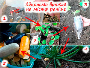 Як виростити кабачки