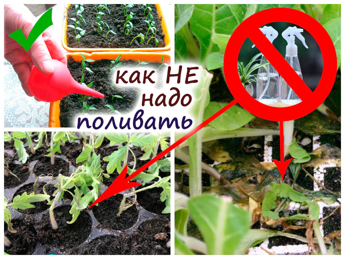 Как нельзя поливать рассаду