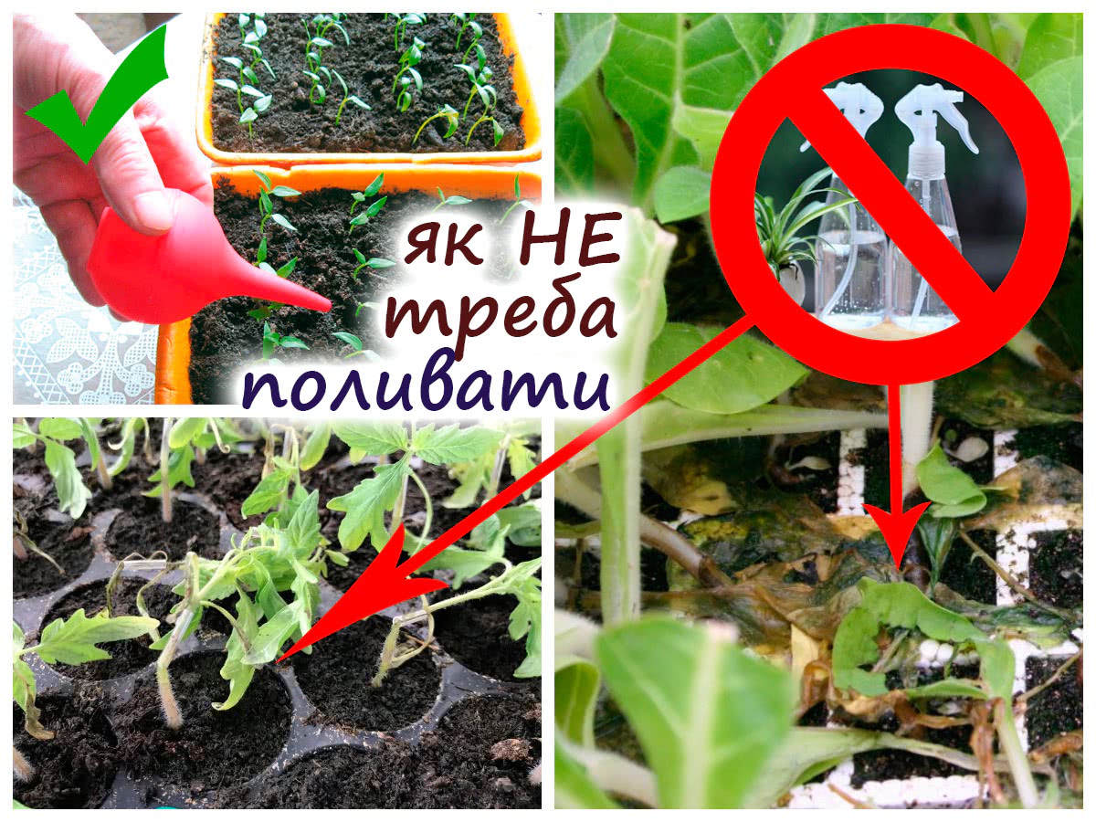 Як не можна поливати розсаду