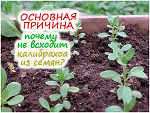 Почему калибрахоа не всходит