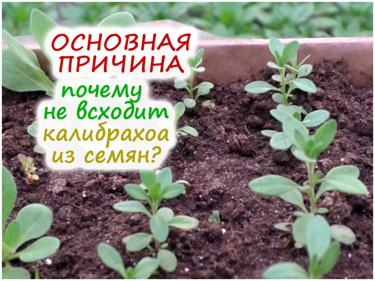 Почему калибрахоа не всходит