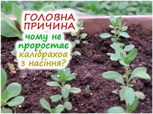 Чому калібрахоа не сходить
