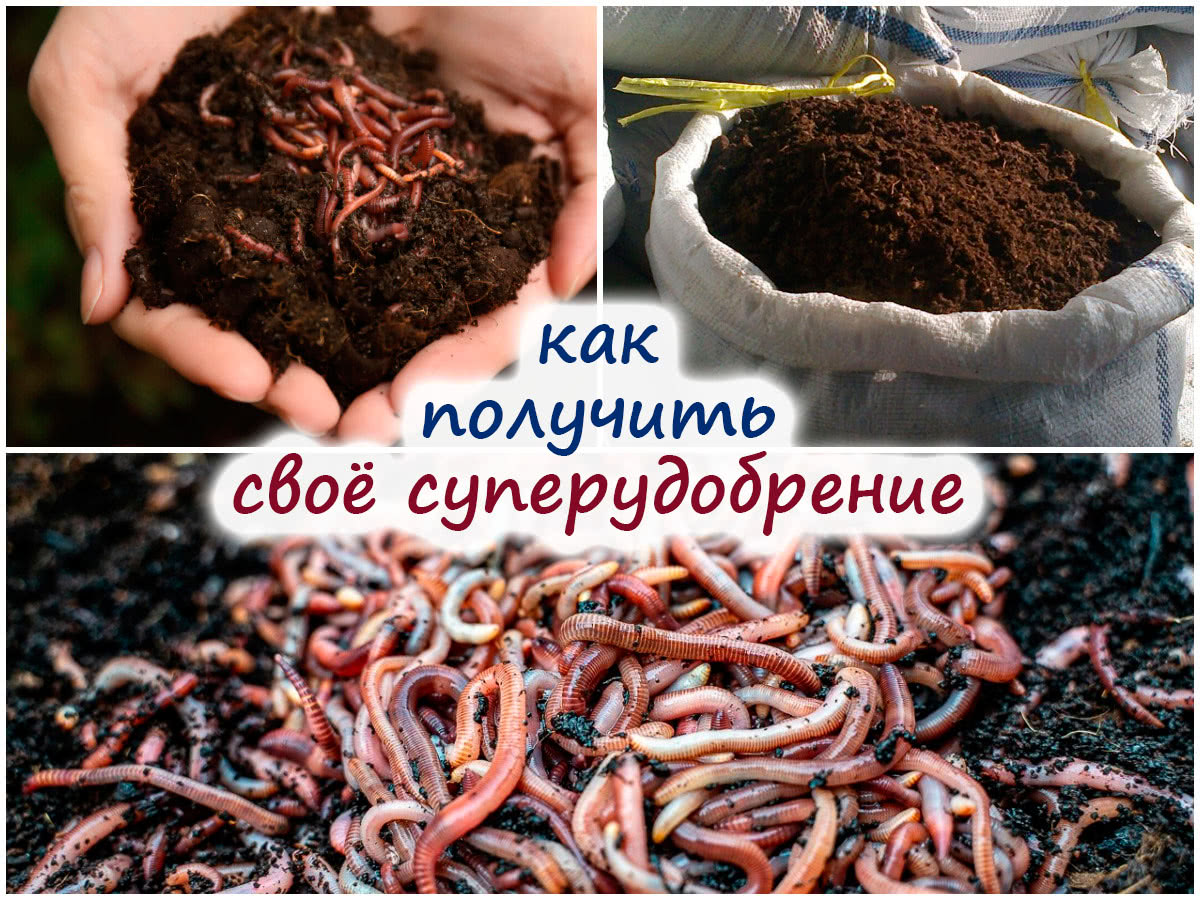 Черви и вермикомпост (биогумус)