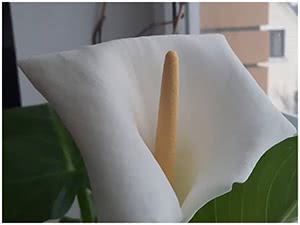 Калла эфиопская