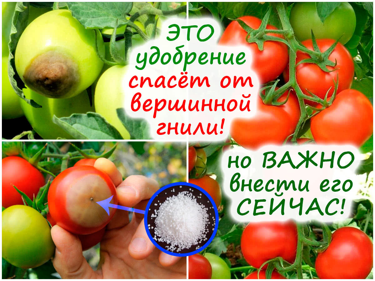 Профилактика вершинной гнили