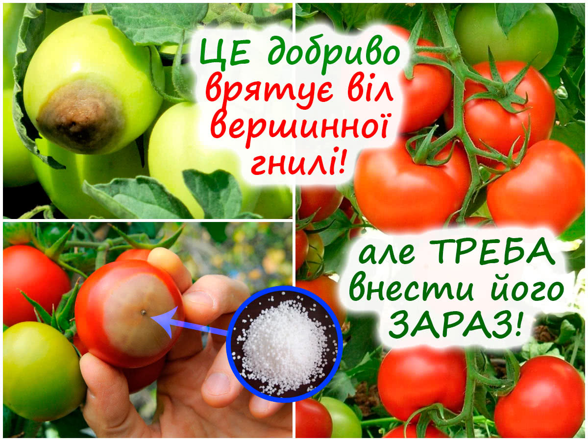 Профілактика вершинної гнилі