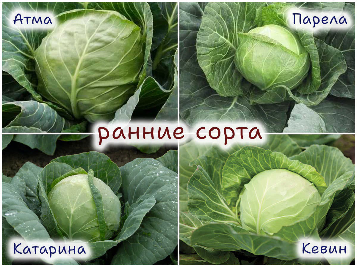 Ранние сорта капусты