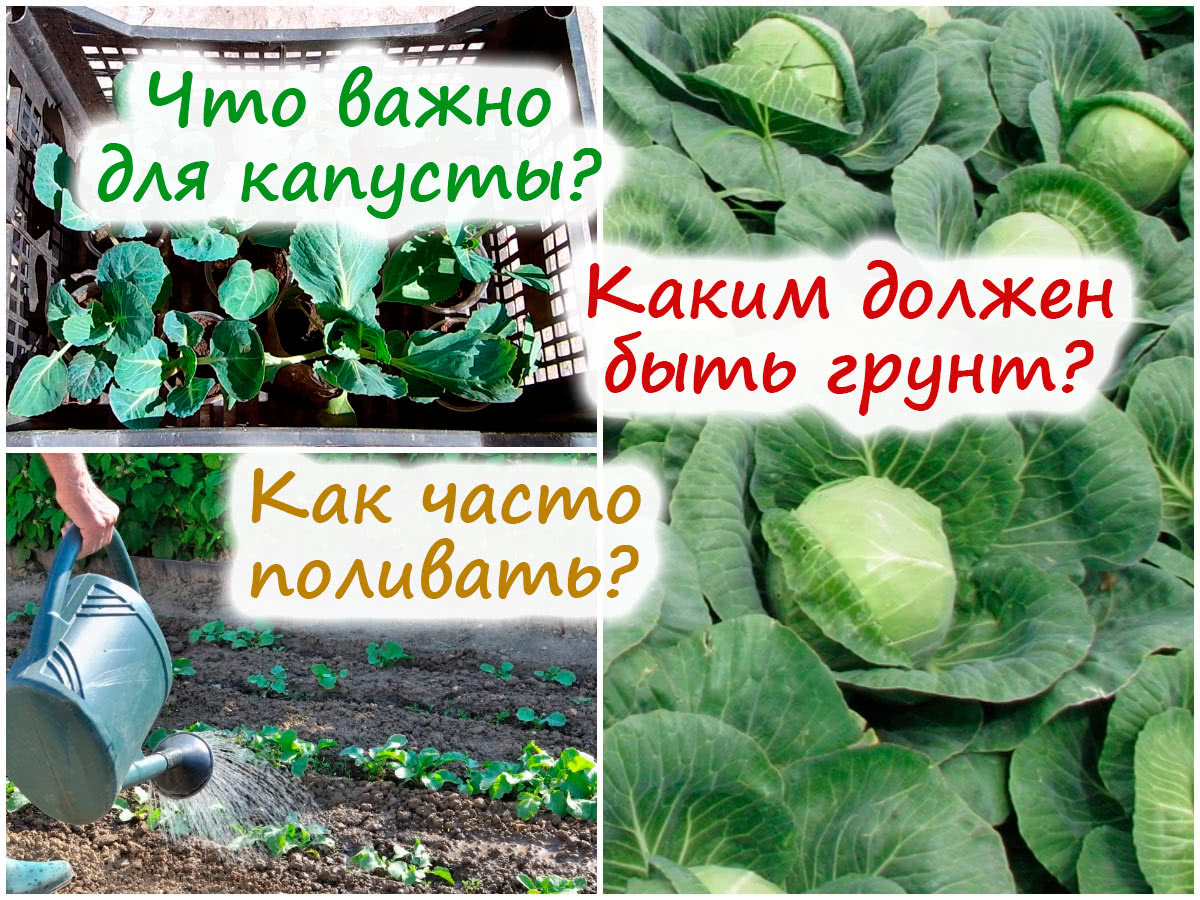 Высадка капусты в грунт