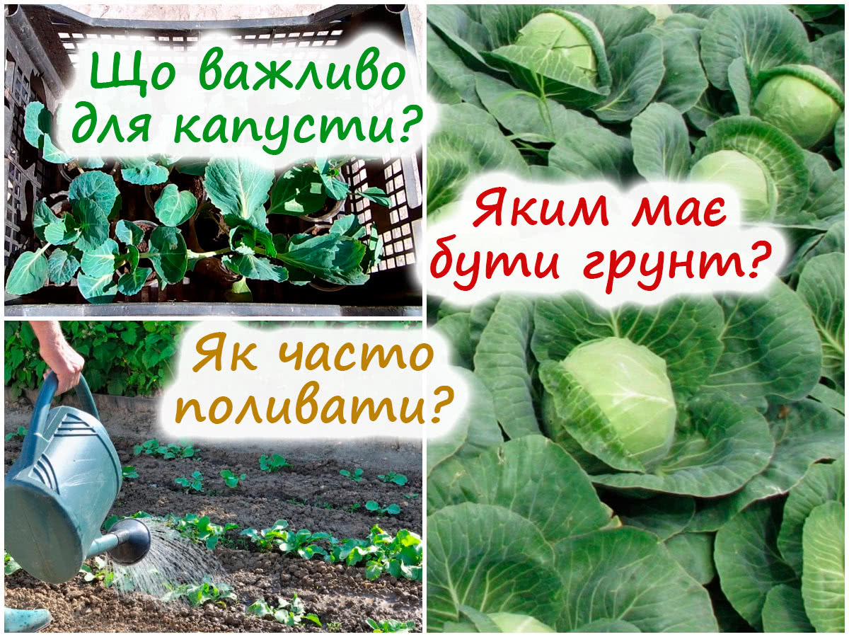 Посадка капусти в ґрунт