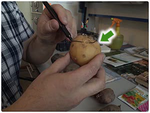 Яровизация картофеля
