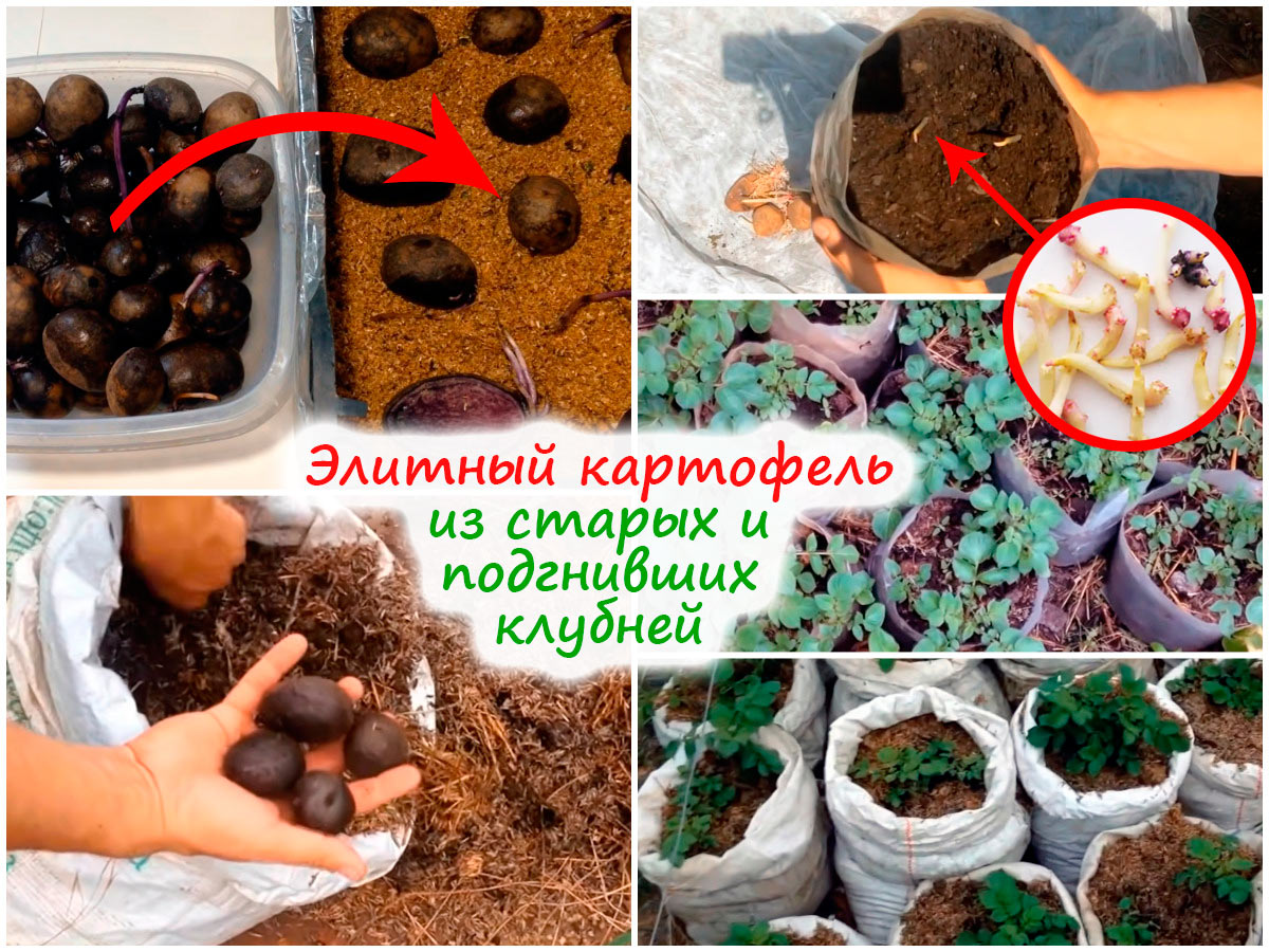 Выращиваем элитный картофель