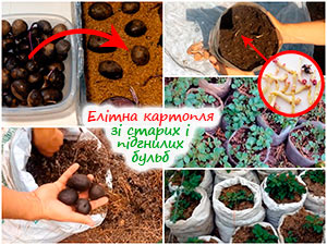 Вирощуємо елітну картоплю
