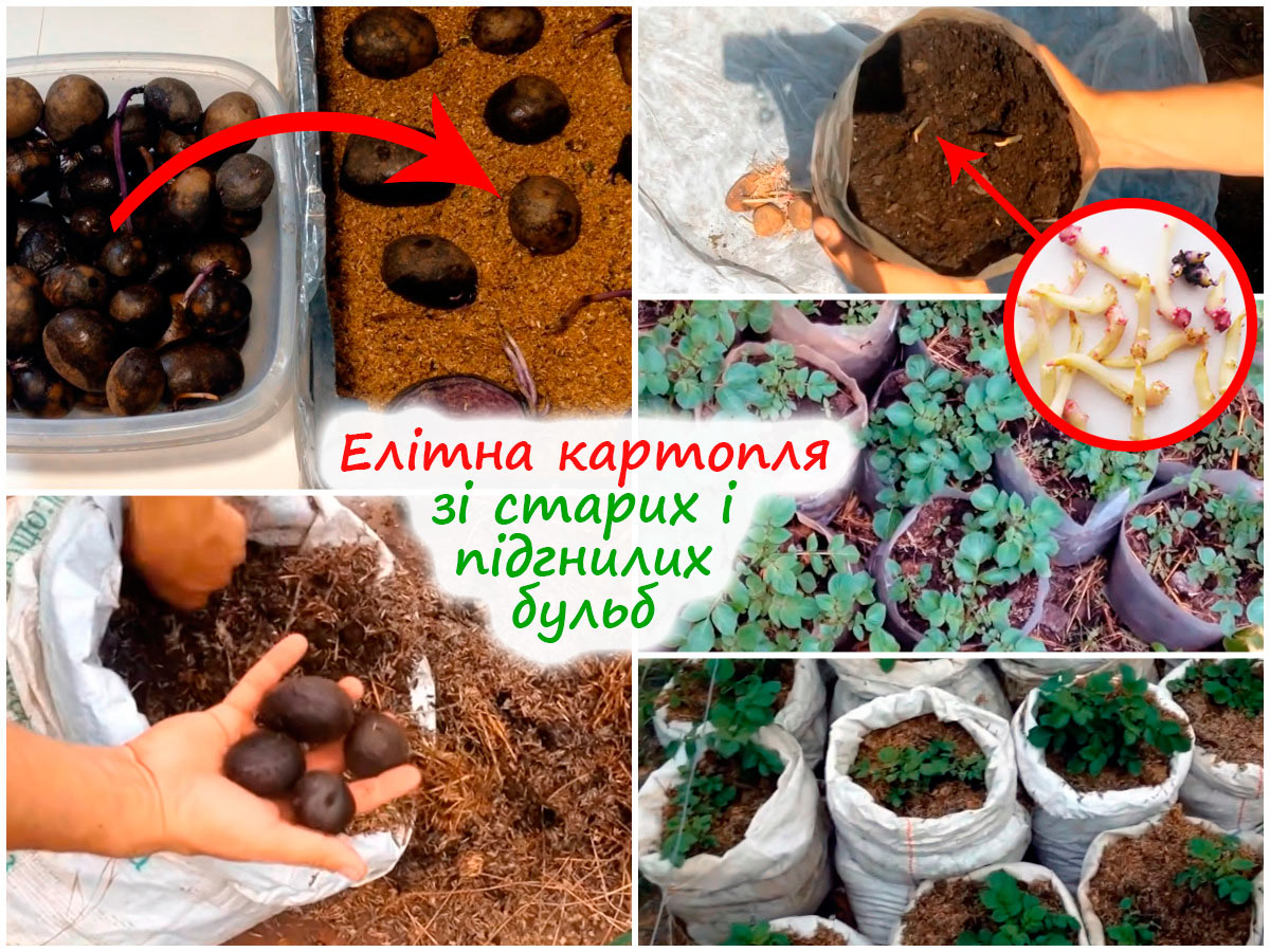 Вирощуємо елітну картоплю