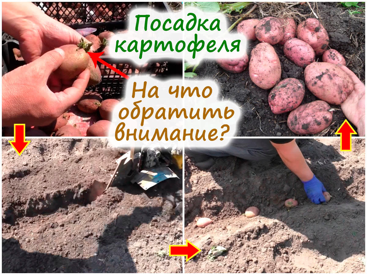 Посадка картофеля под мотоблок