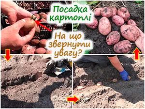 Посадка картоплі під мотоблок