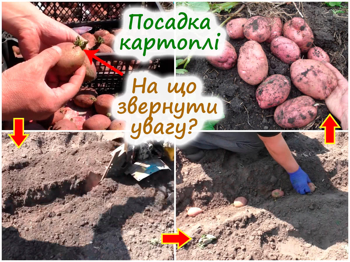 Посадка картоплі під мотоблок