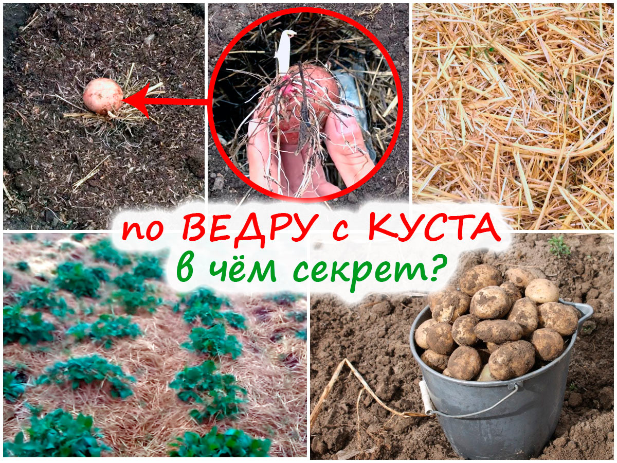 Проращивание и посадка картофеля