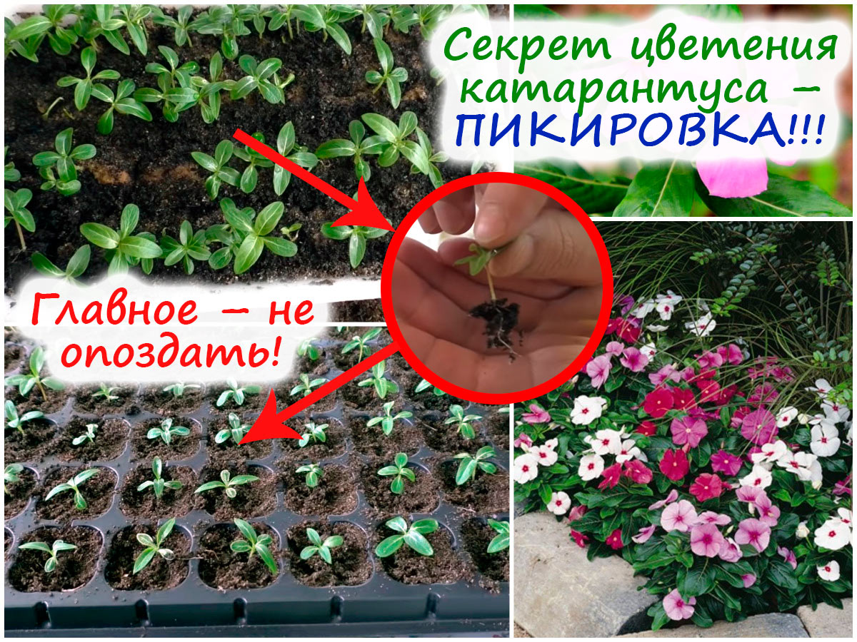 Пикировка катарантуса