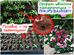 Пікірування катарантуса