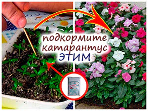 Уход за рассадой катарантуса