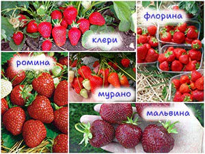 Сорта клубники