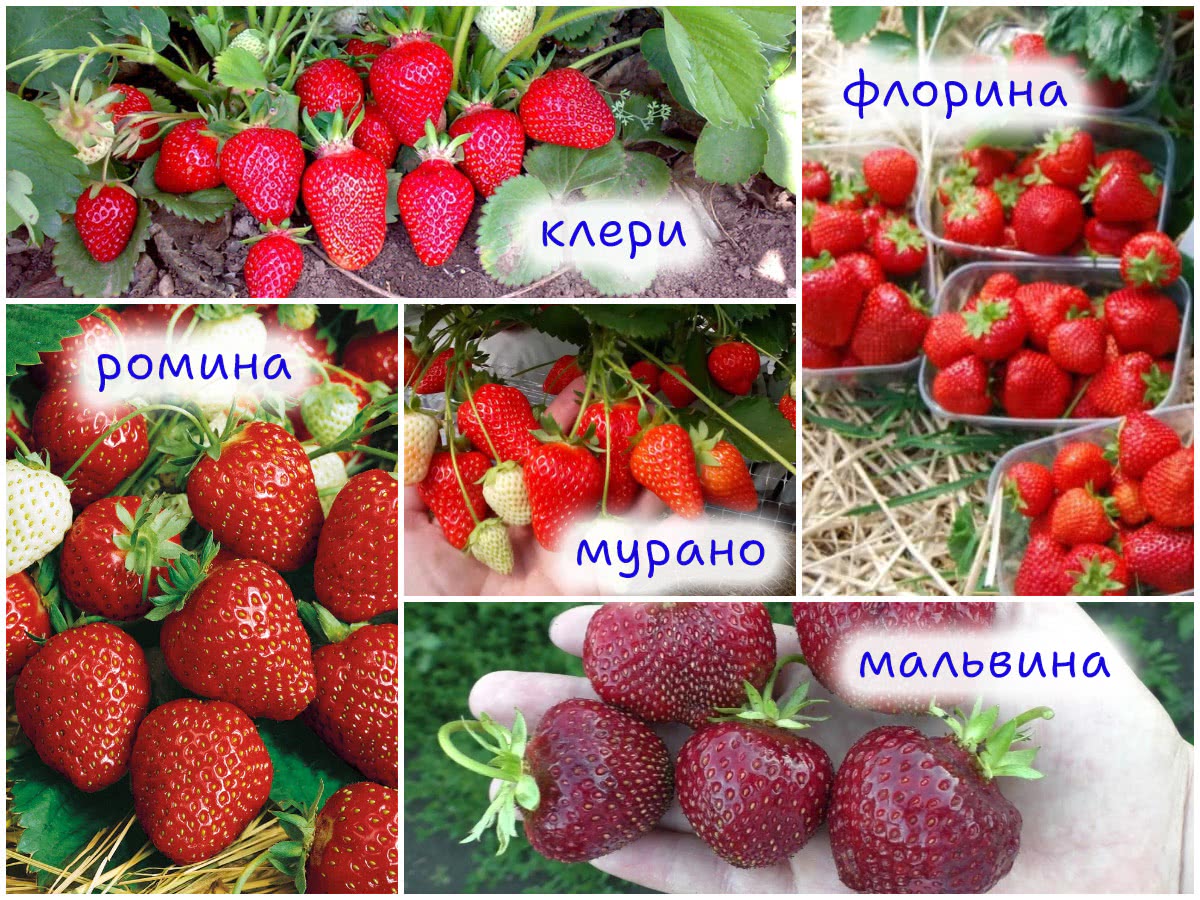 Сорта клубники