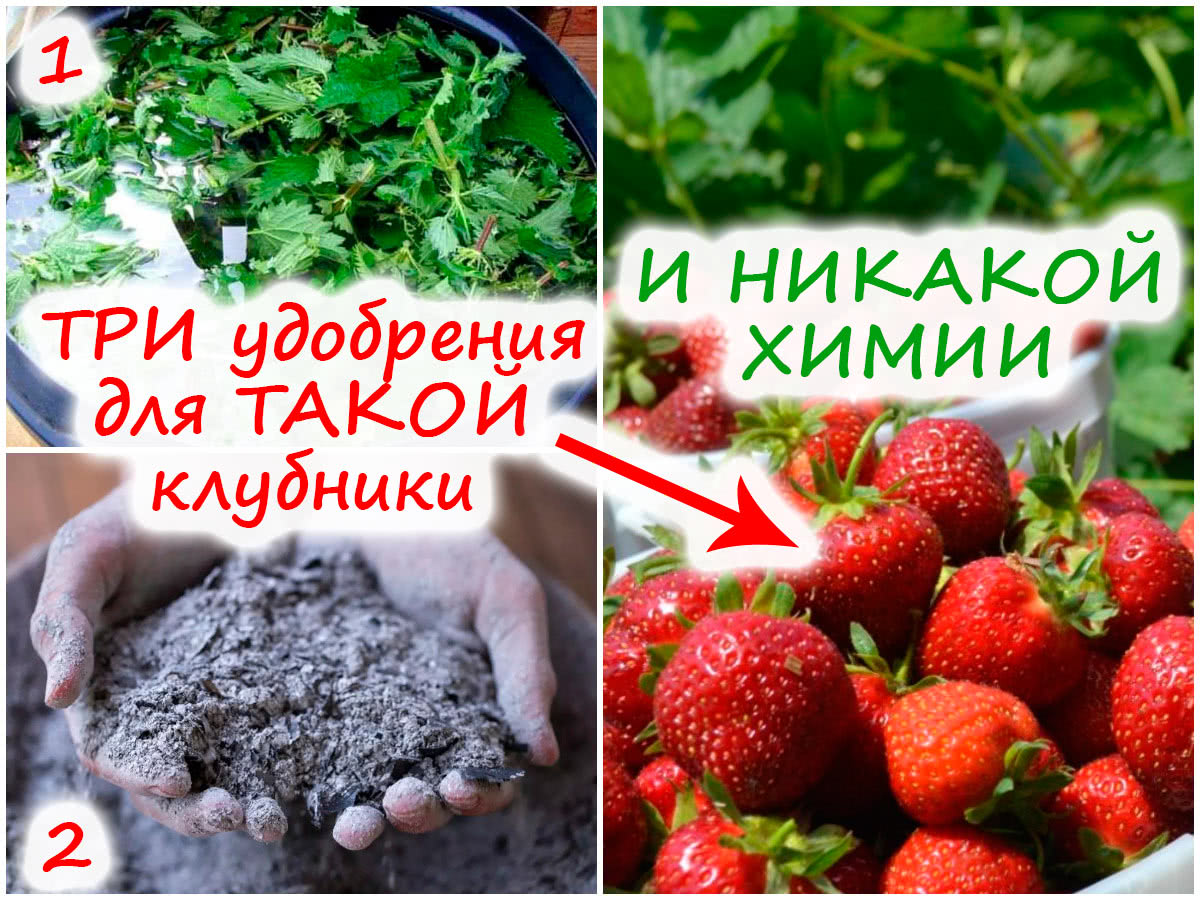 Подкормка клубники