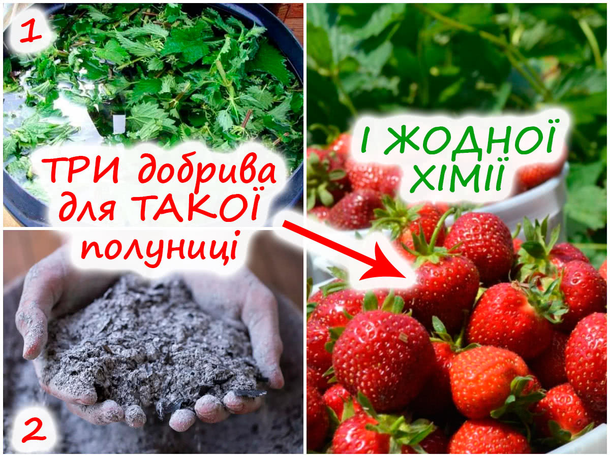 Підживлення полуниці