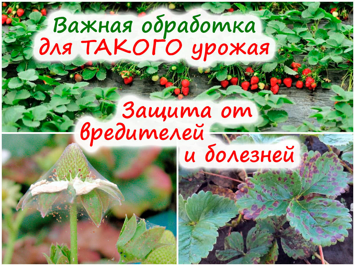 Обработка клубники весной