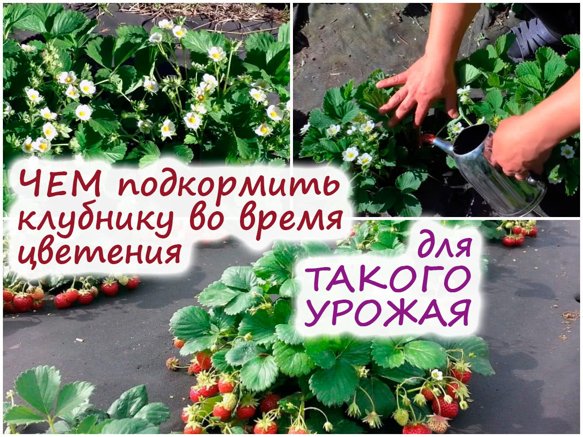 Подкормка клубники гуматами