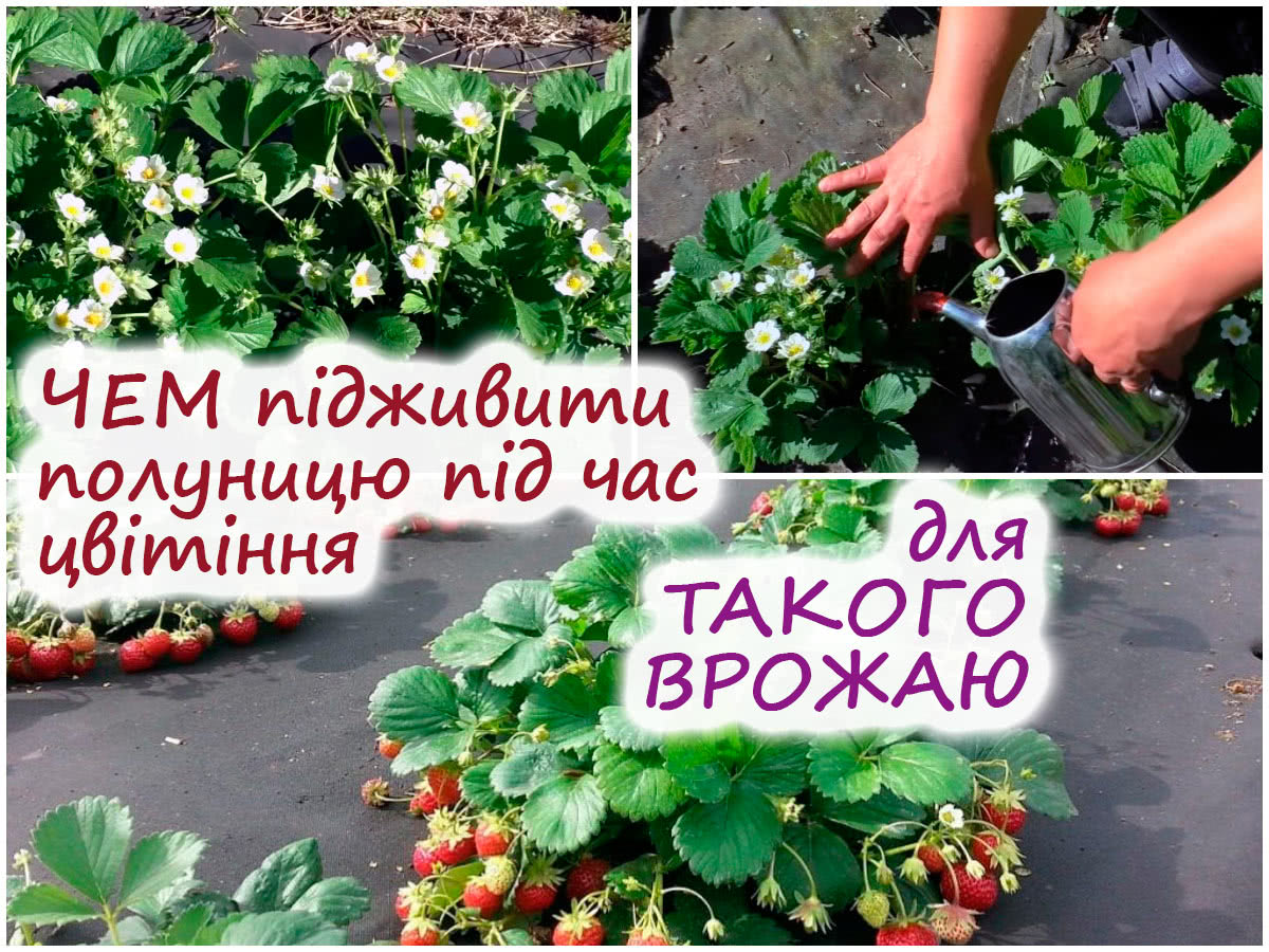 Підживлення полуниці гуматами