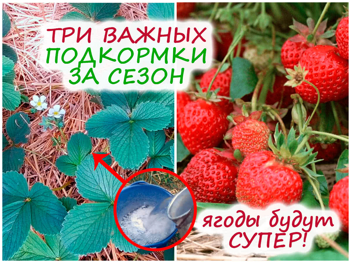 Подкормка клубники